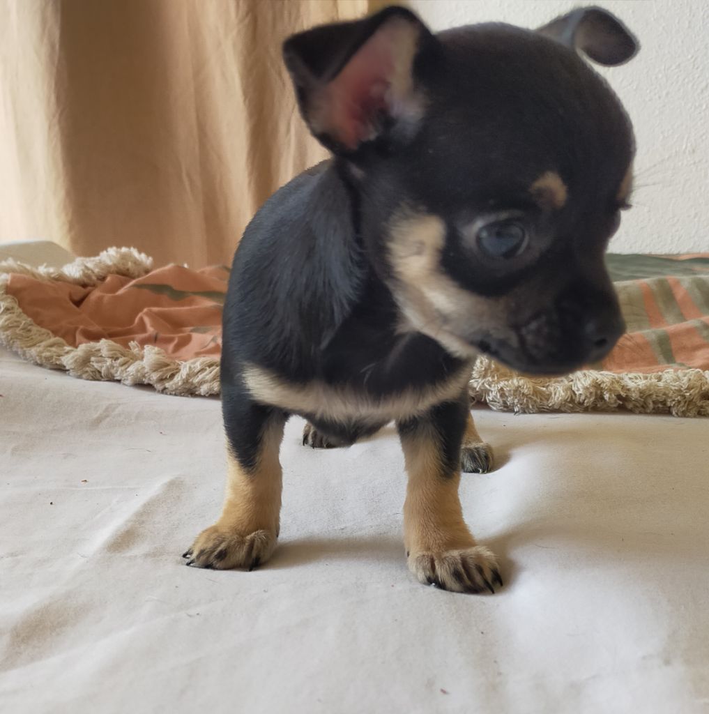 De Quentin De La Tour - Chiots disponibles - Chihuahua