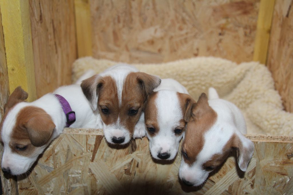 Du champ de l'ormeau - Jack Russell Terrier - Portée née le 09/10/2022