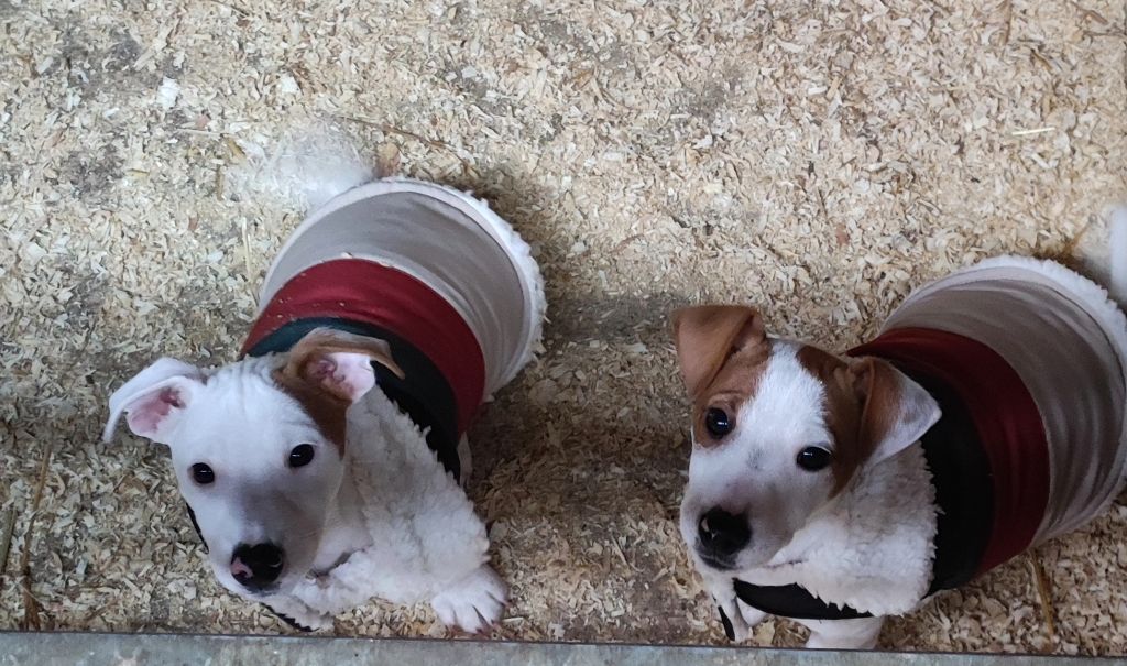 Du champ de l'ormeau - Jack Russell Terrier - Portée née le 18/10/2024