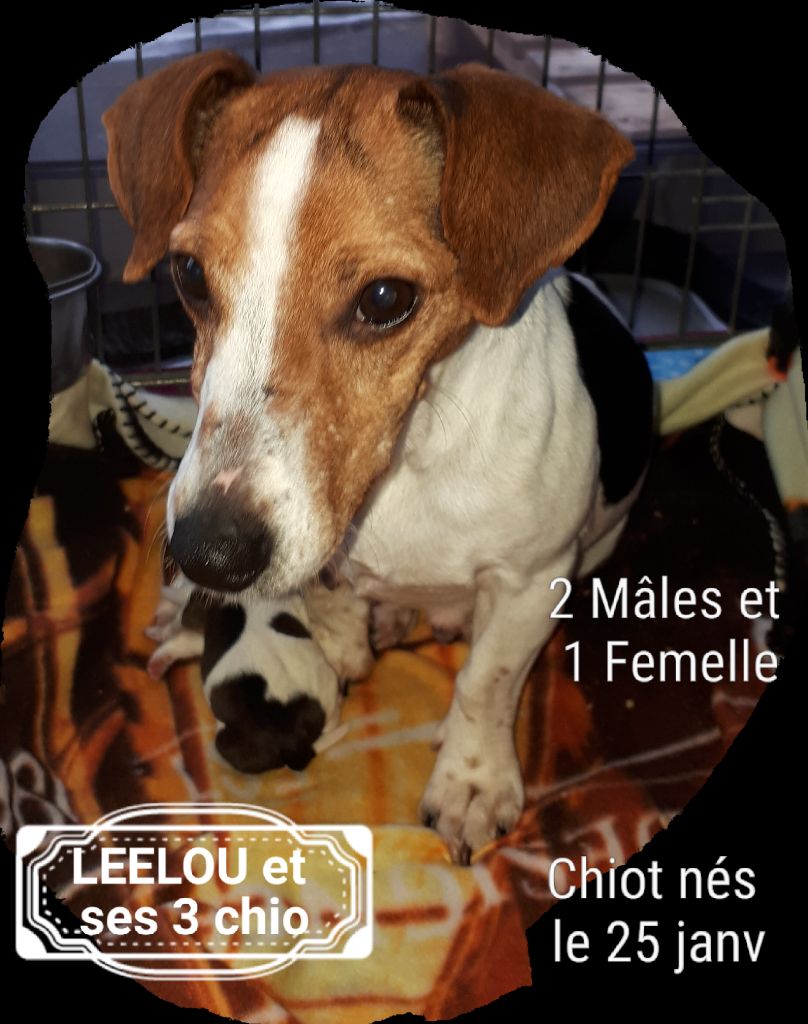 Du champ de l'ormeau - Jack Russell Terrier - Portée née le 25/01/2019