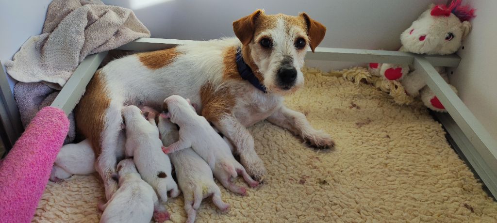 Du champ de l'ormeau - Jack Russell Terrier - Portée née le 04/02/2024