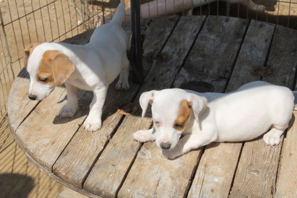 Du champ de l'ormeau - Jack Russell Terrier - Portée née le 03/02/2022