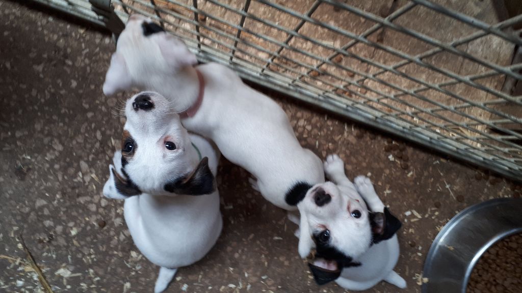 Du champ de l'ormeau - Jack Russell Terrier - Portée née le 30/05/2019