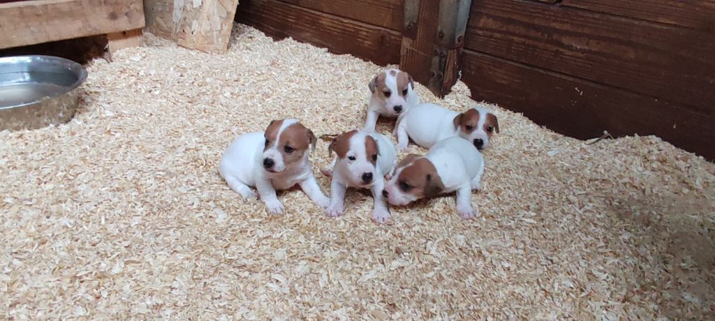 Du champ de l'ormeau - Jack Russell Terrier - Portée née le 04/10/2022