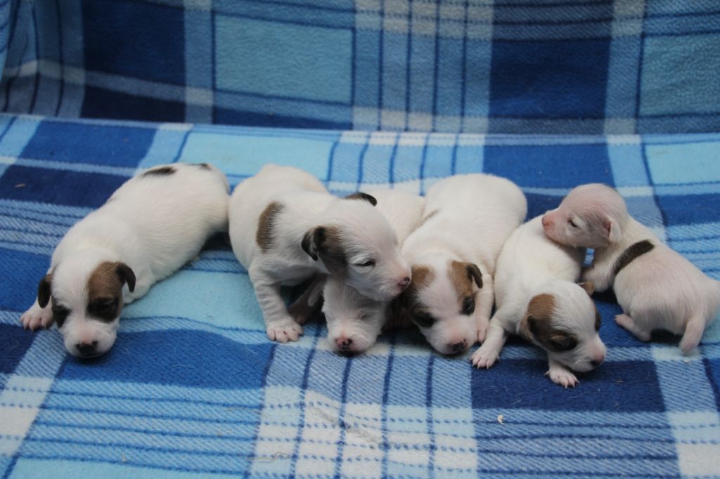 Chiot Jack Russell Terrier Du champ de l'ormeau