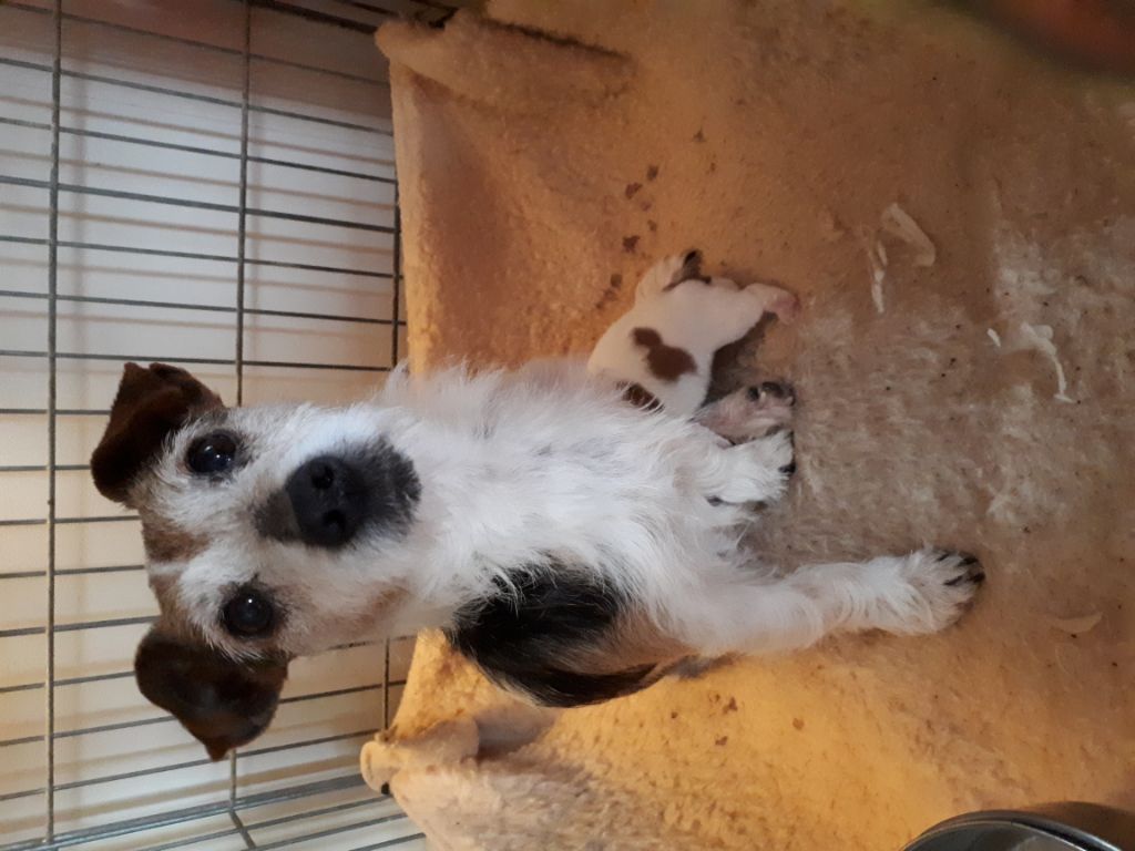 Du champ de l'ormeau - Jack Russell Terrier - Portée née le 20/02/2020