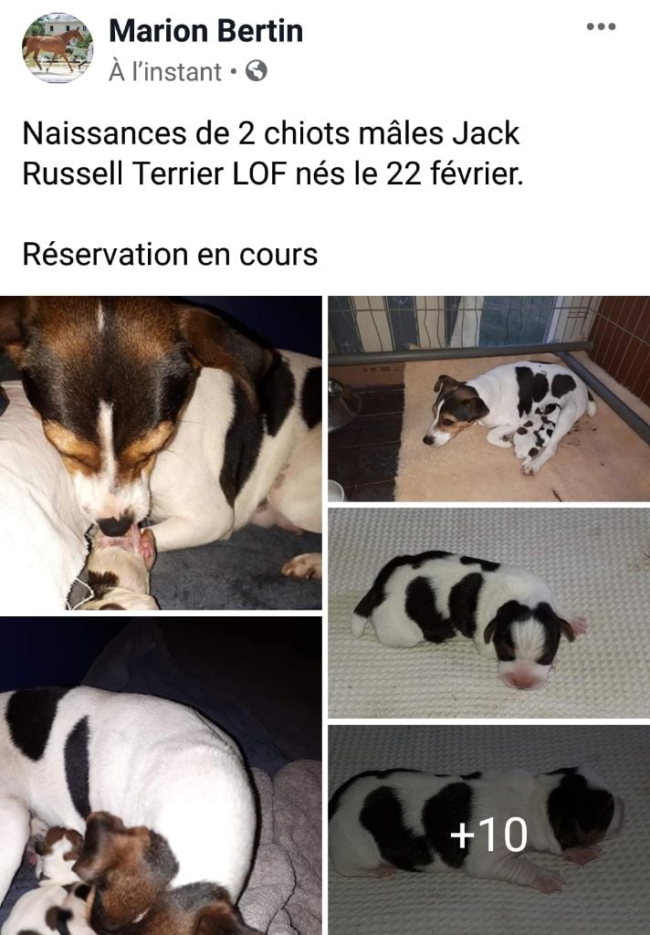 Du champ de l'ormeau - Jack Russell Terrier - Portée née le 25/02/2020