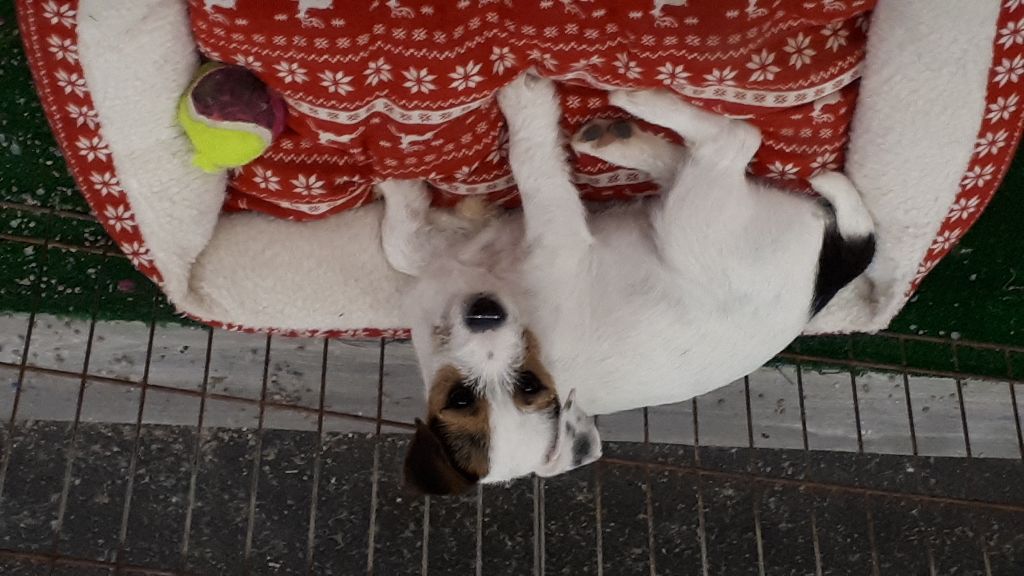 Du champ de l'ormeau - Jack Russell Terrier - Portée née le 26/07/2017