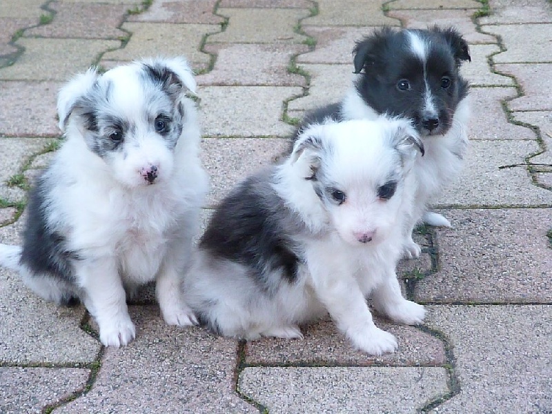 De La Stella Del Pyrame - Shetland Sheepdog - Portée née le 08/01/2016