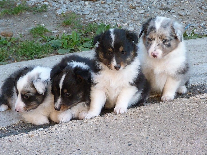 De La Stella Del Pyrame - Shetland Sheepdog - Portée née le 24/08/2014