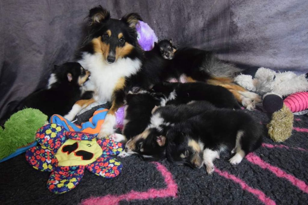 De La Stella Del Pyrame - Shetland Sheepdog - Portée née le 08/10/2024