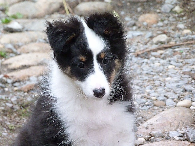 De La Stella Del Pyrame - Shetland Sheepdog - Portée née le 01/09/2016