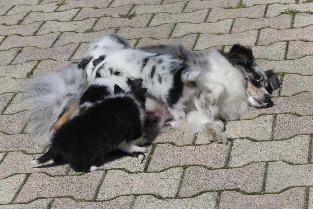 De La Stella Del Pyrame - Shetland Sheepdog - Portée née le 25/02/2018