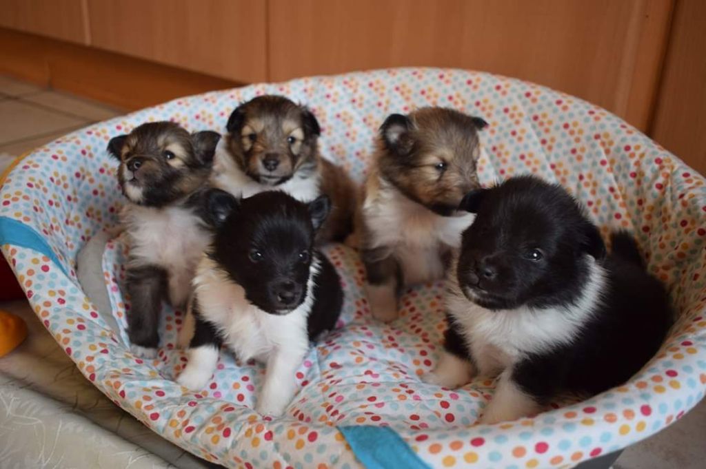 De La Stella Del Pyrame - Shetland Sheepdog - Portée née le 25/10/2019