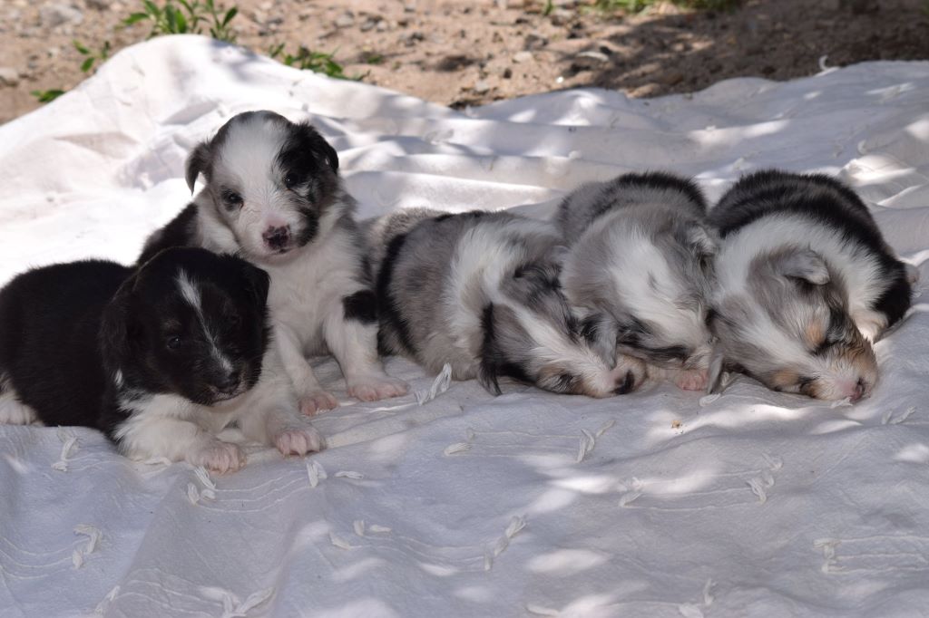 De La Stella Del Pyrame - Shetland Sheepdog - Portée née le 10/05/2019