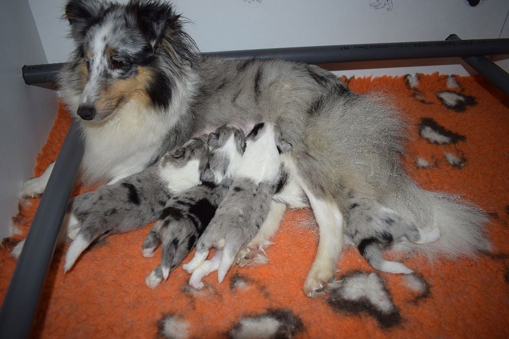 De La Stella Del Pyrame - Shetland Sheepdog - Portée née le 20/04/2020