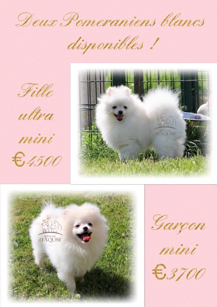 Du Royaume D'exquise - Superbes Pomeraniens blancs disponibles !