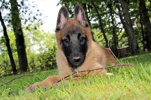 Du Royaume D'exquise - Bébés Malinois disponibles