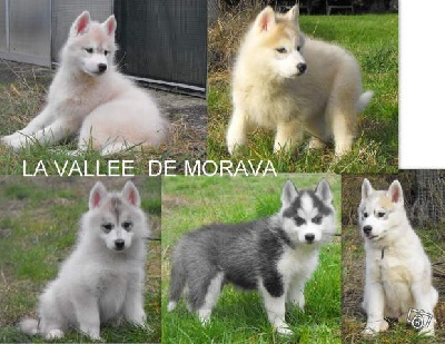 De la vallee de morava - nouveau : toutes couleurs sur commande ! 