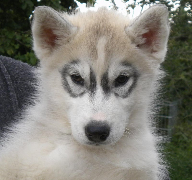 De la vallee de morava - Chiots disponibles - Siberian Husky