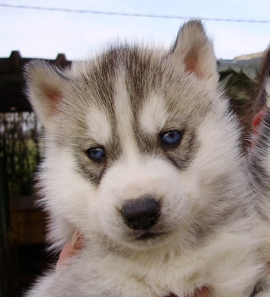 De la vallee de morava - Chiots disponibles - Siberian Husky