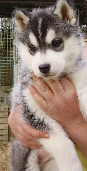 De la vallee de morava - Chiots disponibles - Siberian Husky