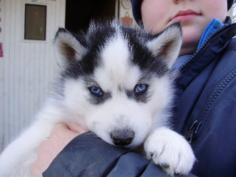 De la vallee de morava - Chiots disponibles - Siberian Husky