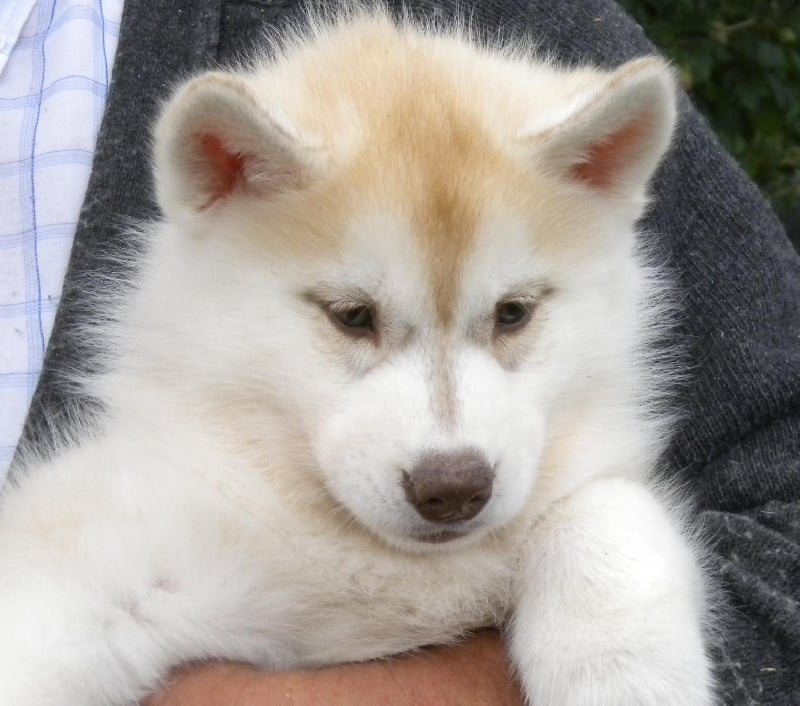 De la vallee de morava - Chiots disponibles - Siberian Husky