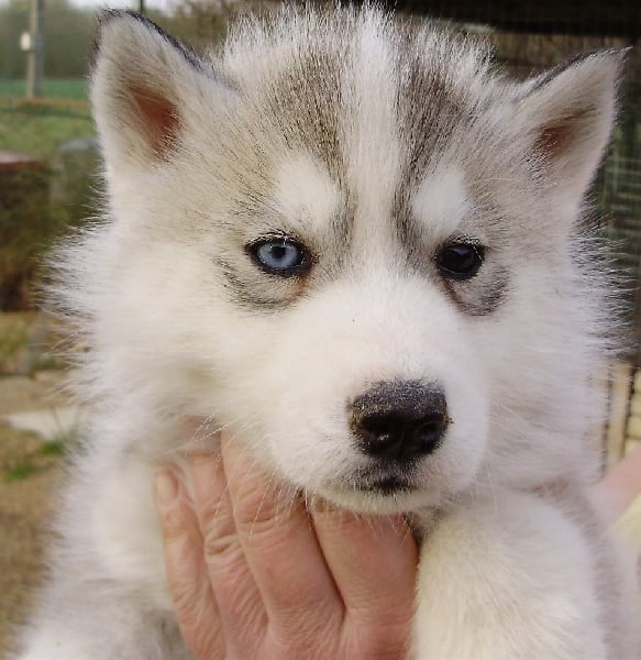 De la vallee de morava - Chiots disponibles - Siberian Husky