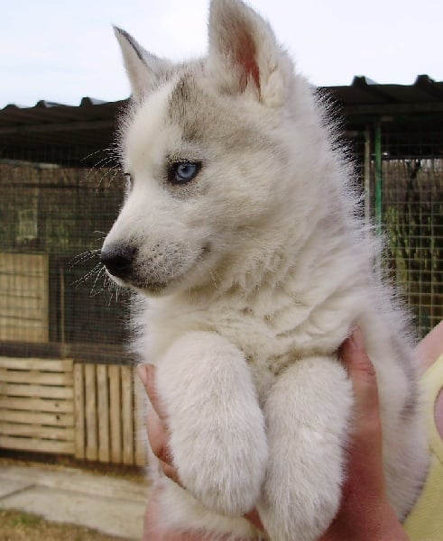 De la vallee de morava - Chiots disponibles - Siberian Husky