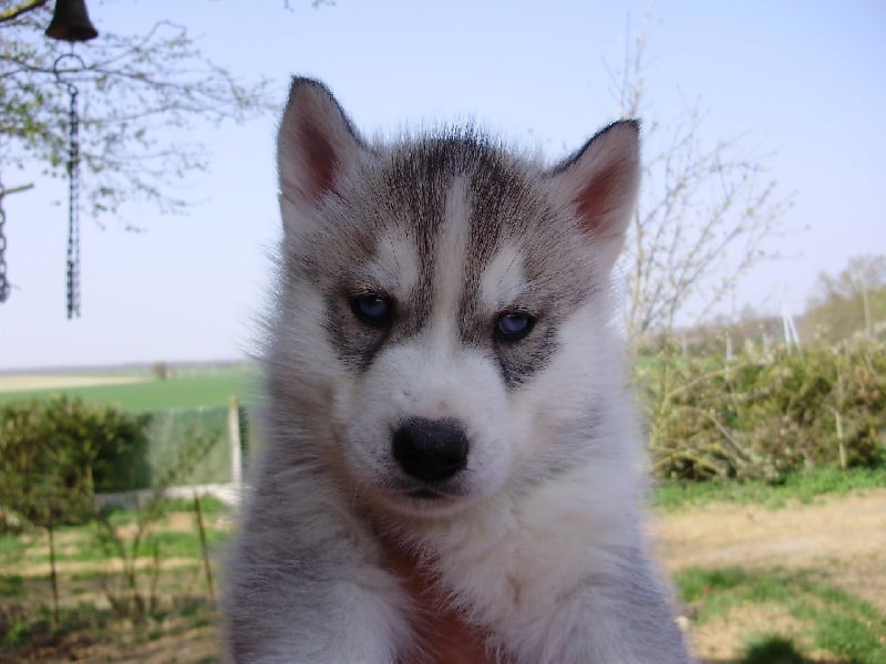 De la vallee de morava - Chiots disponibles - Siberian Husky