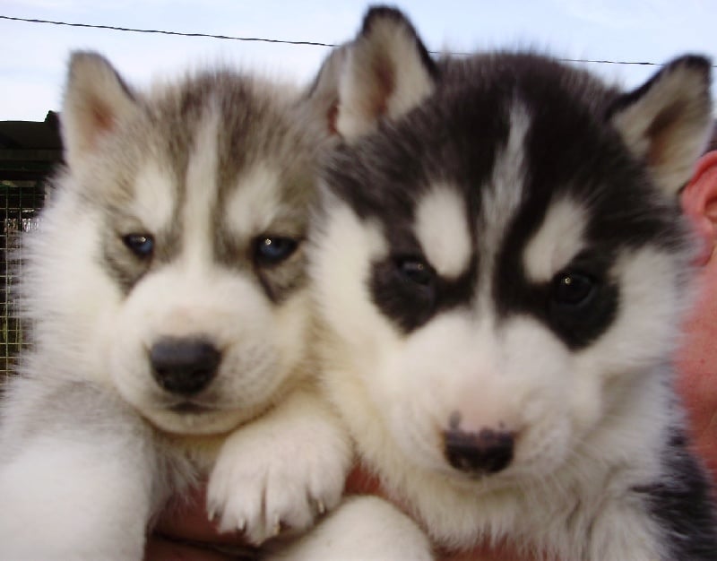 De la vallee de morava - Chiots disponibles - Siberian Husky