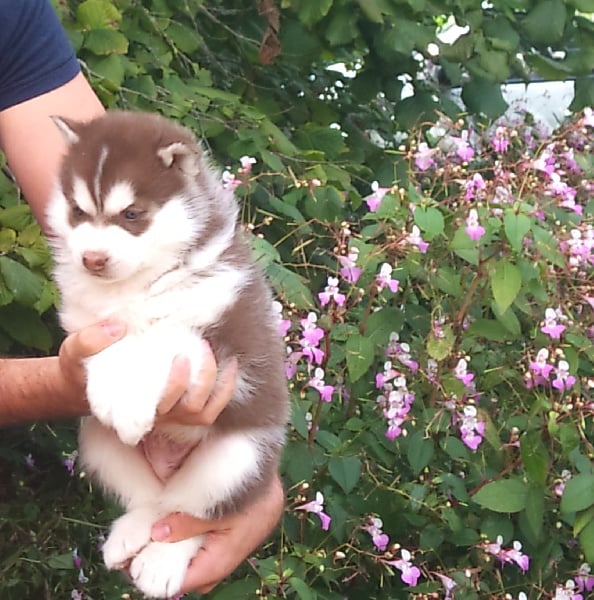 Chiot Siberian Husky De la vallee de morava