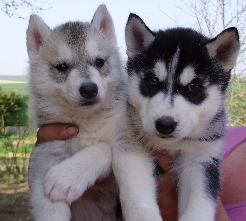 De la vallee de morava - Chiots disponibles - Siberian Husky