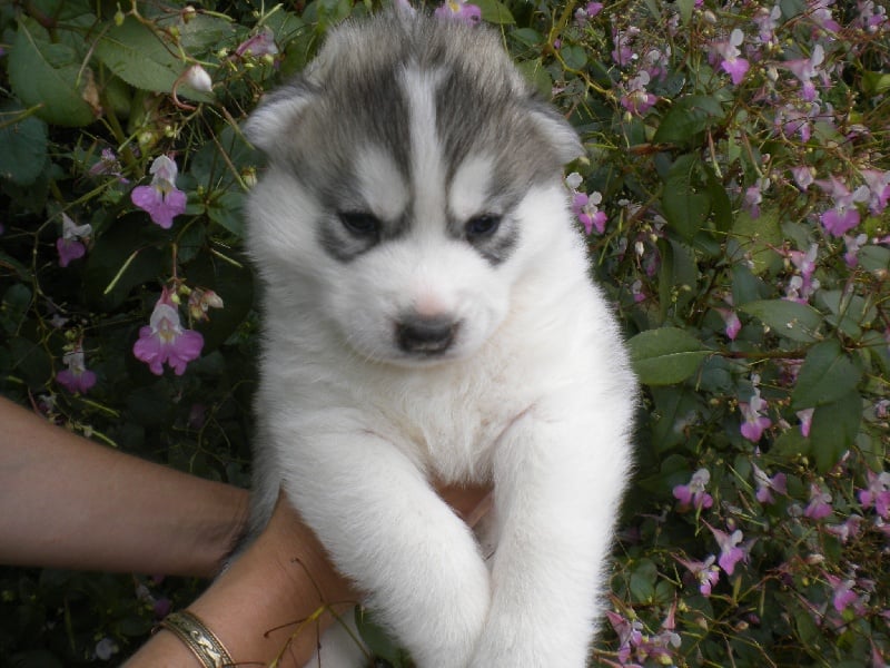 De la vallee de morava - Chiots disponibles - Siberian Husky