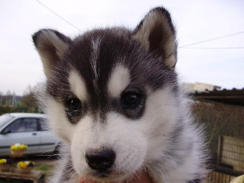 De la vallee de morava - Chiots disponibles - Siberian Husky