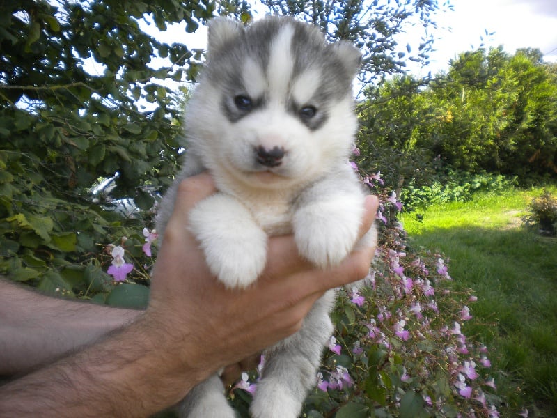 De la vallee de morava - Chiots disponibles - Siberian Husky