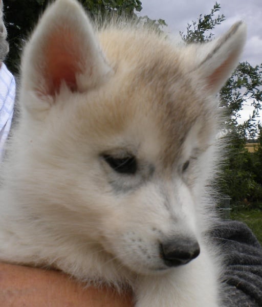 De la vallee de morava - Chiots disponibles - Siberian Husky