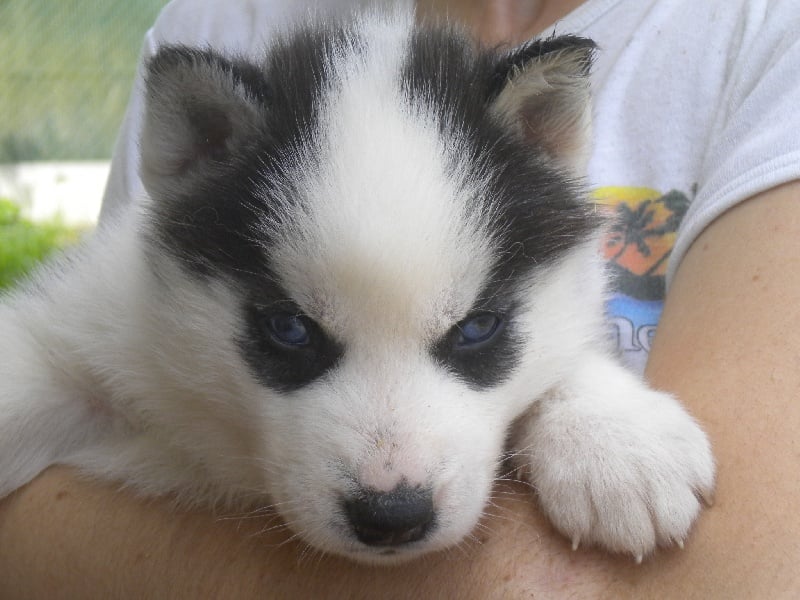 De la vallee de morava - Chiots disponibles - Siberian Husky