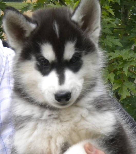 De la vallee de morava - Chiots disponibles - Siberian Husky