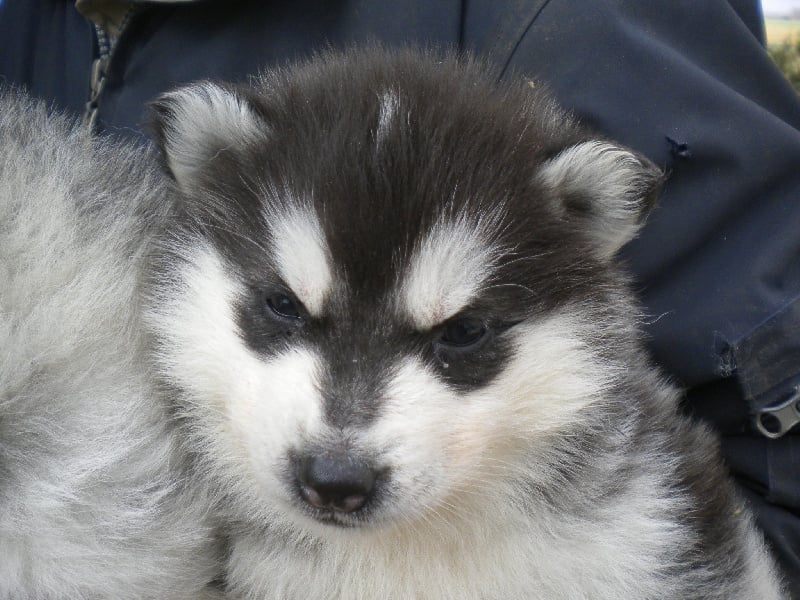 De la vallee de morava - Chiots disponibles - Siberian Husky