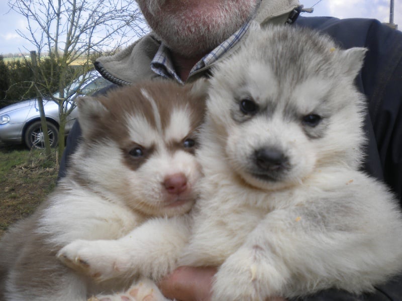 De la vallee de morava - Chiots disponibles - Siberian Husky