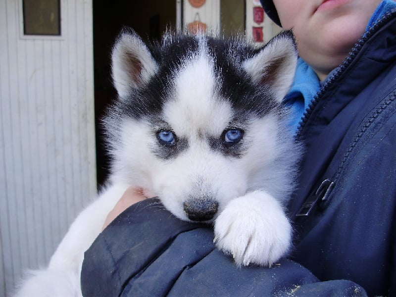 De la vallee de morava - Siberian Husky - Portée née le 10/10/2014