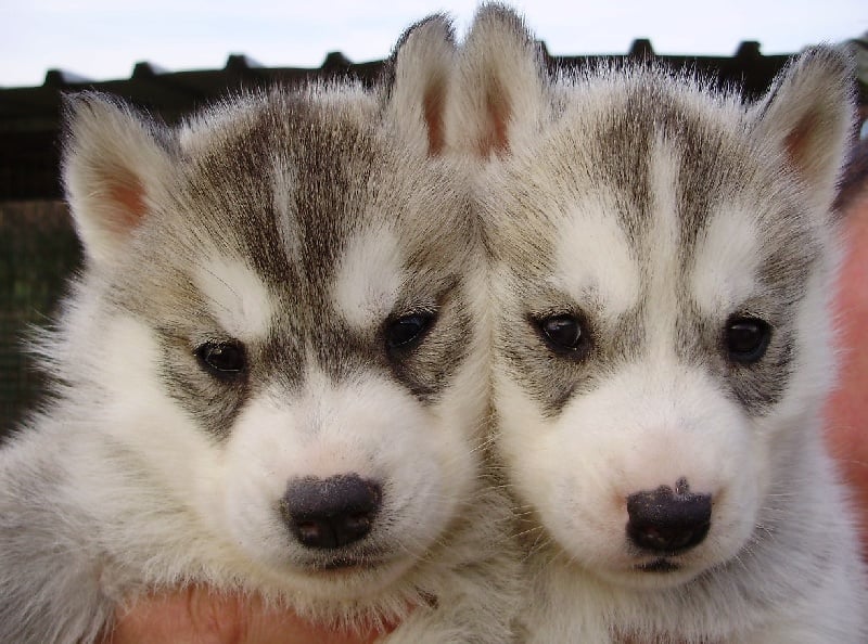 De la vallee de morava - Chiots disponibles - Siberian Husky