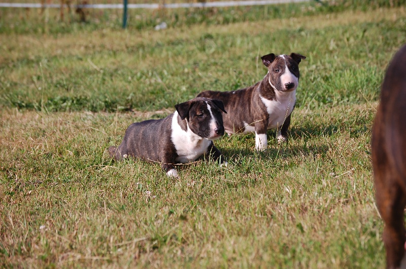 Chiot Bull Terrier de la Tribu Parisii