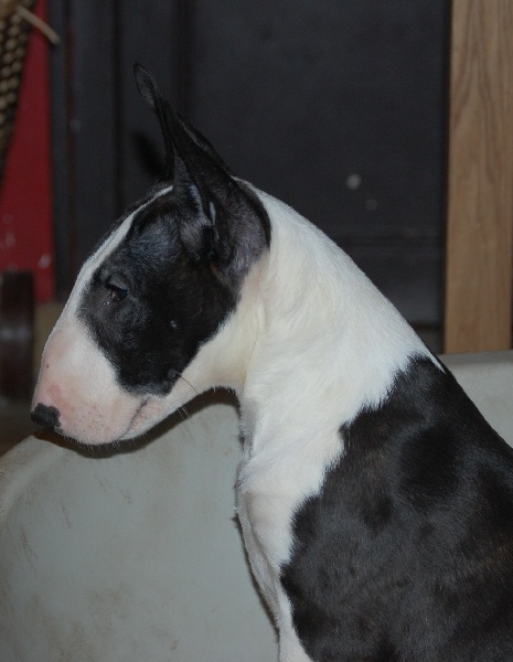 Chiot Bull Terrier de la Tribu Parisii