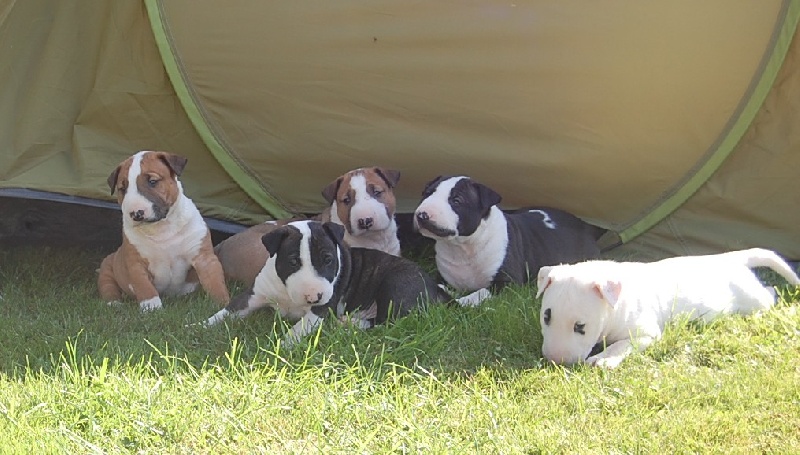 Chiot Bull Terrier de la Tribu Parisii