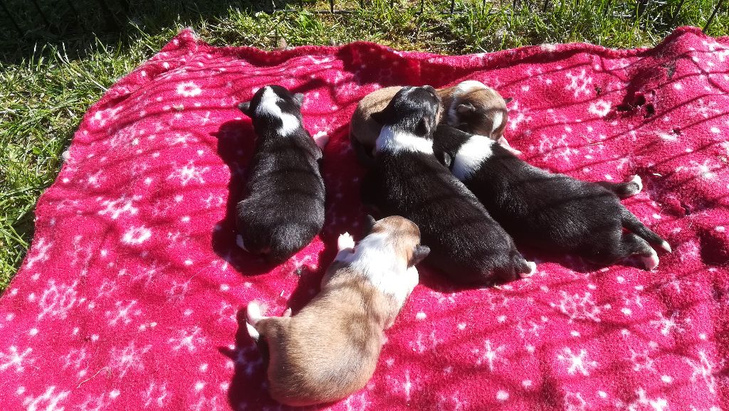 Chiot Shetland Sheepdog Des Terres De Pallanne