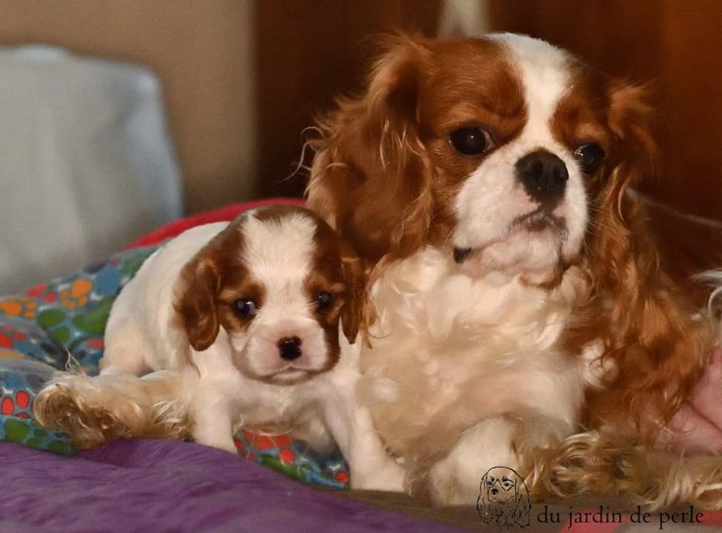 Du Jardin De Perle - Cavalier King Charles Spaniel - Portée née le 07/12/2019