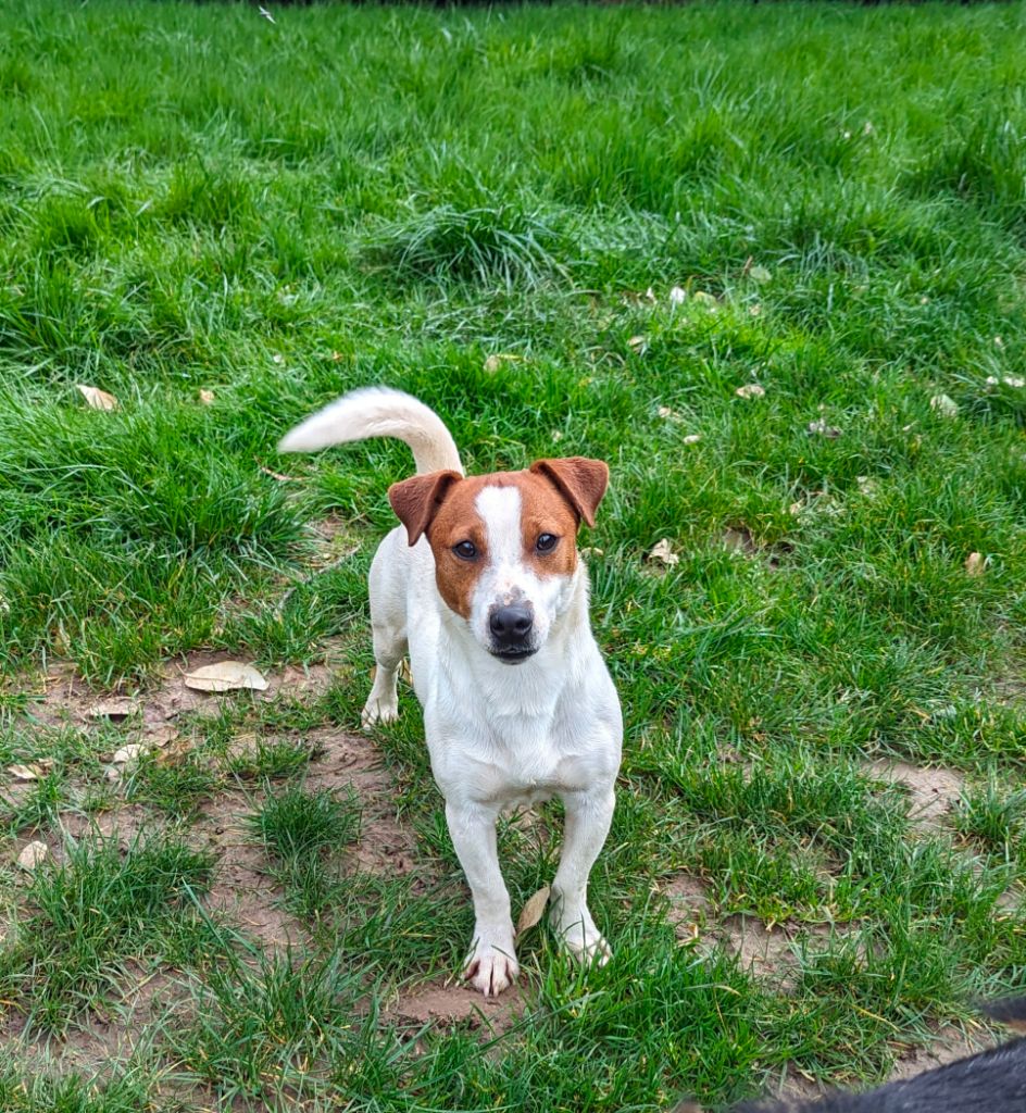 a l'ouest des prés de l'abby - Chiots disponibles - Parson Russell Terrier